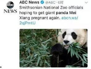 最新国产熊猫视频下载,捕捉萌态瞬间，尽享国宝魅力