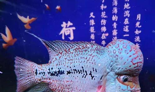 国产淡水鱼鱼缸混养视频,打造生态和谐水族世界