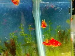 国产淡水鱼鱼缸混养视频,打造生态和谐水族世界