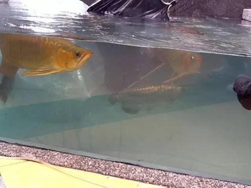 国产淡水鱼鱼缸混养视频,打造生态和谐水族世界