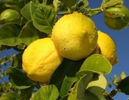 国产柠檬怎么养殖视频教程,国产柠檬养殖视频教程精华汇总