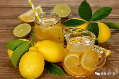 国产柠檬怎么养殖视频教程,国产柠檬养殖视频教程精华汇总