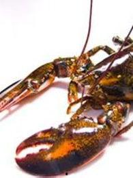 国产龙虾视频在线观看,在线观看，畅享美味时光